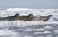 Crabeater seals flock resting on an ice floe 1