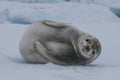 Crabeater seals on the ice. Royalty Free Stock Photo