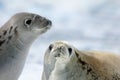 Crabeater seals on ice floe, Antarctic Peninsula