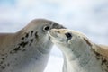 Crabeater seals on ice floe, Antarctic Peninsula Royalty Free Stock Photo