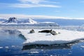 Crabeater seals on ice floe, Antarctic Peninsula Royalty Free Stock Photo