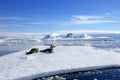 Crabeater seals on ice floe, Antarctic Peninsula Royalty Free Stock Photo