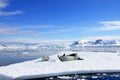 Crabeater seals on ice floe, Antarctic Peninsula Royalty Free Stock Photo