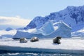 Crabeater seals on ice floe, Antarctic Peninsula Royalty Free Stock Photo