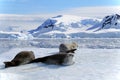 Crabeater seals on ice floe, Antarctic Peninsula Royalty Free Stock Photo