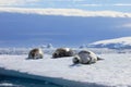 Crabeater seals on ice floe, Antarctic Peninsula