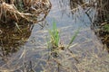 Crabgrass in water Royalty Free Stock Photo