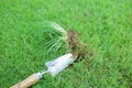 A crabgrass weed that has been dug up. Royalty Free Stock Photo