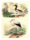 Crabier of mahon, The stork, vintage engraving