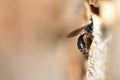 Crabronidae solitary wasp & x28;Psenulus fuscipennis& x29; bringing aphids