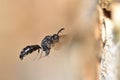 Crabronidae solitary wasp & x28;Psenulus fuscipennis& x29; Royalty Free Stock Photo