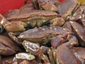Crabs 1 Royalty Free Stock Photo