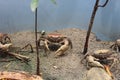 crabs in an aquarium