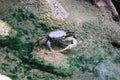 Crabs in an aquarium