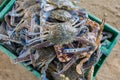 crabs in a basket on the scales Royalty Free Stock Photo