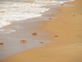 Crabs on the beach on Bazaruto Island Royalty Free Stock Photo