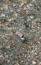 Crabs on the beach making their houses. Sea crab is making the house by the sea because the protection of the sea is coming up. Royalty Free Stock Photo