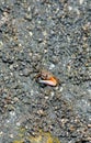 Crabs on the beach making their houses. Sea crab is making the house by the sea because the protection of the sea is coming up. Royalty Free Stock Photo