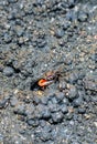 Crabs on the beach making their houses. Sea crab is making the house by the sea because the protection of the sea is coming up. Royalty Free Stock Photo