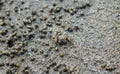 Crabs on the beach making their houses. Sea crab is making the house by the sea because the protection of the sea is coming up. Royalty Free Stock Photo