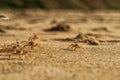 Crabs on the beach sand of Cape Ledo, Africa. Angola. With the sunset light.