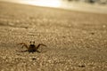 Crabs on the beach sand of Cape Ledo, Africa. Angola. With the sunset light.