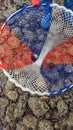 Crabs caught in a child's net whilst rock pooling Royalty Free Stock Photo