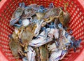 Crabs caught by fisherman in a basket