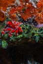 Crabs on coral reef at night