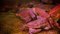 Crabs, Crustacean crabs in an aquarium