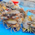 crabs fresh healthy