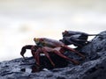 Crabs at galapagos islands Royalty Free Stock Photo