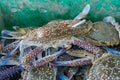 crabs in a green basket Royalty Free Stock Photo