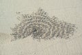 Crabs holes on a sand. Royalty Free Stock Photo