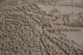 Crabs holes on beach sand Royalty Free Stock Photo