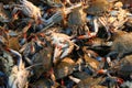 Crabs at a market stall Royalty Free Stock Photo