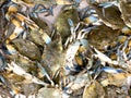 fresh crab in defensive position Royalty Free Stock Photo