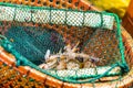 Crabs and prawns for sale in the local market, Halong, Vietnam. Close-up.