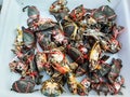 Crabs raw fresh in market