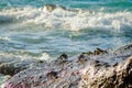 Crabs on a rock. Crabs have a sunbath on a rock near the sea Royalty Free Stock Photo