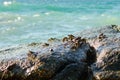 Crabs on a rock. Crabs have a sunbath on a rock near the sea Royalty Free Stock Photo