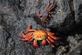 Crabs on the rocks of Santa Cruz in the Galapagos Islands