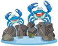 Crabs on rocks by water Royalty Free Stock Photo