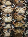 Crabs in row at the market Royalty Free Stock Photo