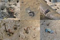 Crabs and sea snails crawling on wet muddy land in mangrove fore