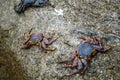 Crabs on the stone of a beach Royalty Free Stock Photo
