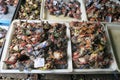 Crabs at the Train Market Thailand Royalty Free Stock Photo