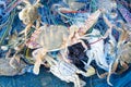 Crabs trapped in fishnet Royalty Free Stock Photo