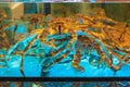 Crabs Water Tank Royalty Free Stock Photo