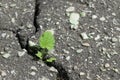 Through a crack in the asphalt breaks and grows a sprout of grass with leaves. Royalty Free Stock Photo